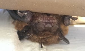 bat2