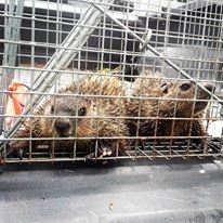 beavers1