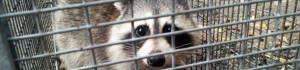 cropped-racoon1.jpg