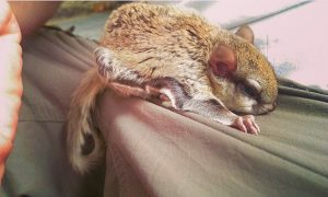 flyingsquirrel