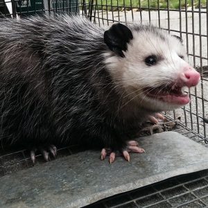 possum1