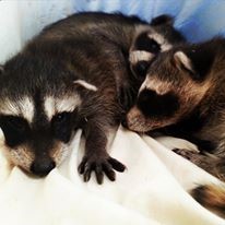 racoon1