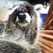 racoon2