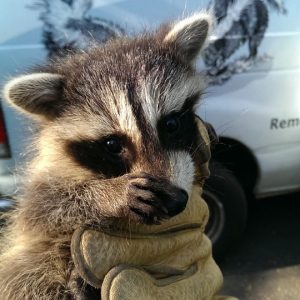 racoon5