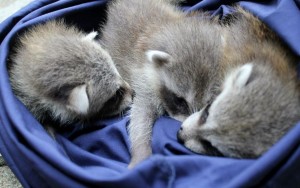 racoon5
