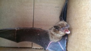 Bat Removal