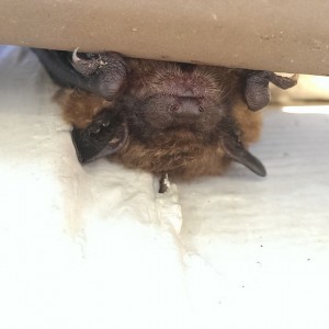 Bat Removal