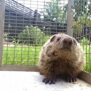 Beaver in a Trap