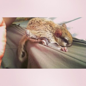 Flying Squirrel
