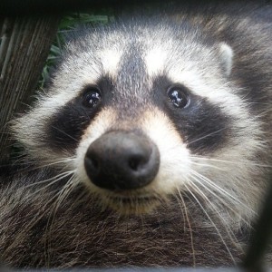 Raccoon, The Most Destructive Nuisance Animal