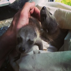 Baby Raccoons