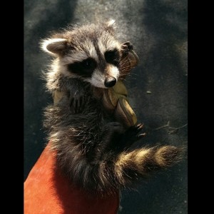 Raccoon Removal