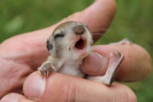 Baby Squirrel