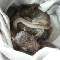 Baby Squirrels