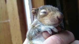 Baby Squirrel