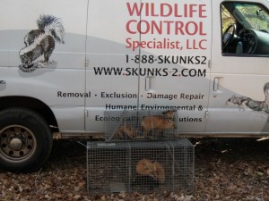Wildlife Control Van and Trap
